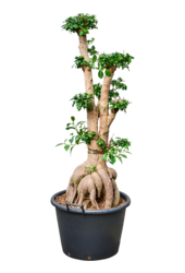 Ficus Microcarpa Ginseng