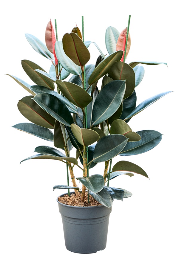 Ficus Elastica Abidjan