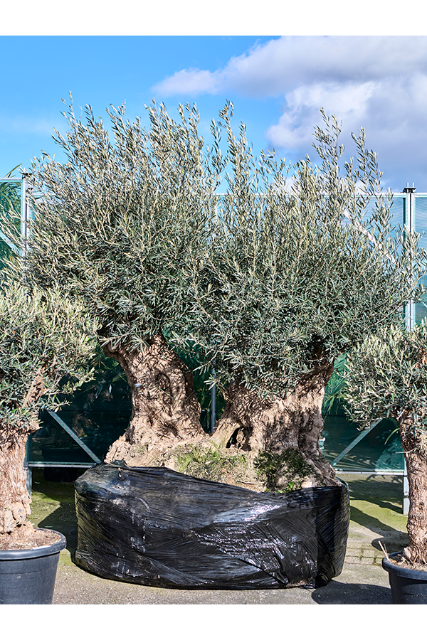 Olea Europaea (280-340)