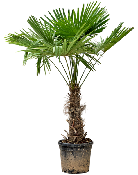 Trachycarpus