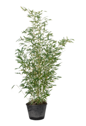 Phyllostachys Bissetii