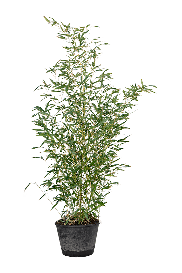 Phyllostachys Bissetii