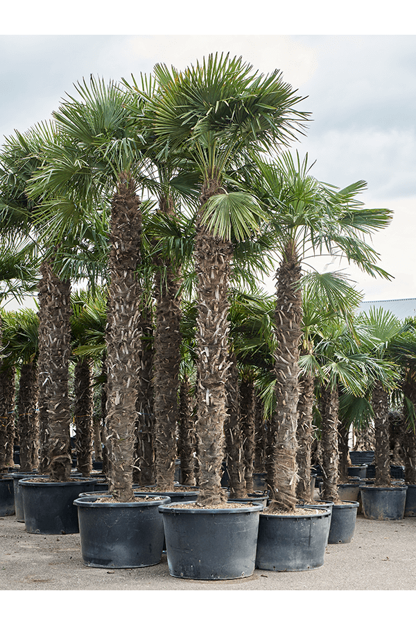 Trachycarpus Fortunei (520-560)