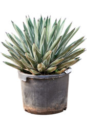 Agave Ferdinandi Regis