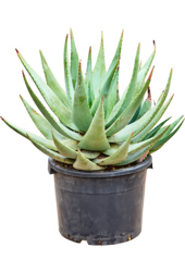 Aloe Comptonii