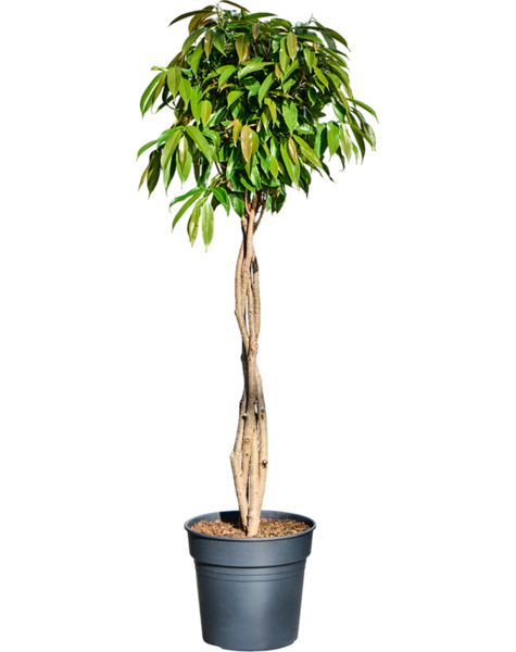 Ficus