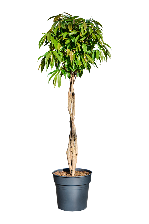 Ficus Binnendijkii Amstel King