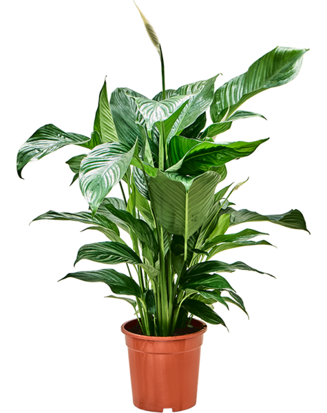 Spathiphyllum