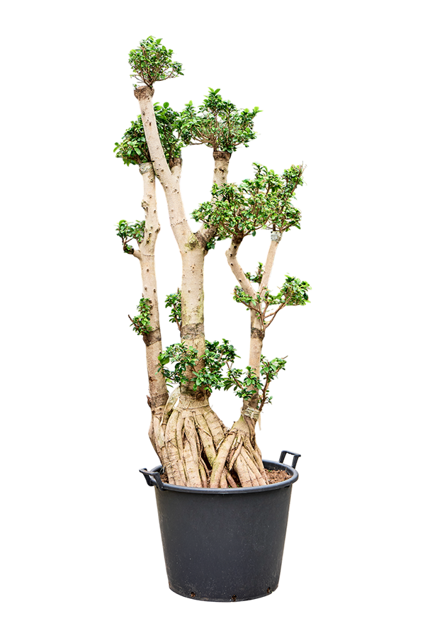 Ficus Microcarpa Compacta
