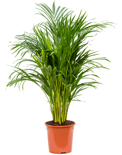 Dypsis