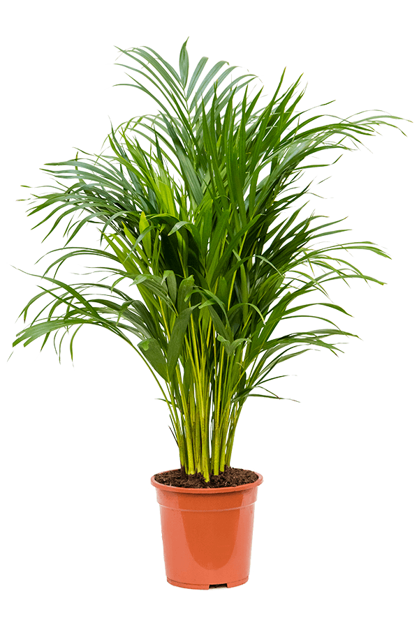 Dypsis (Areca) Lutescens