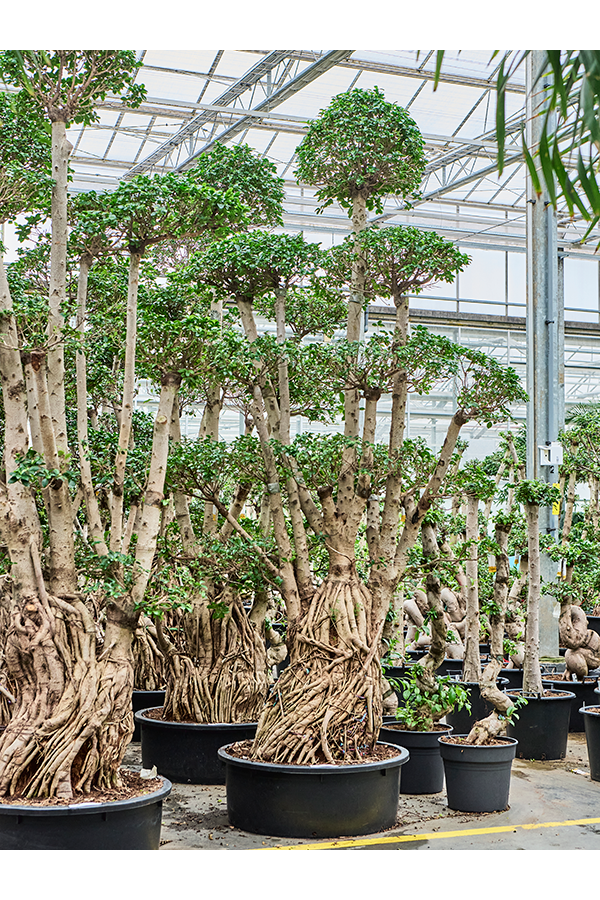 Ficus Microcarpa Compacta