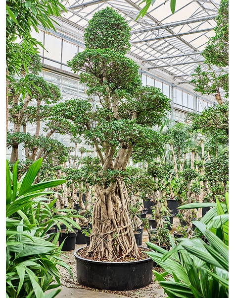 Ficus