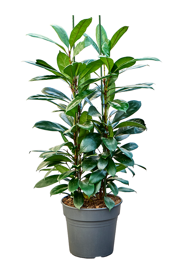 Ficus Cyathistipula