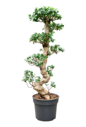 Ficus Microcarpa Compacta