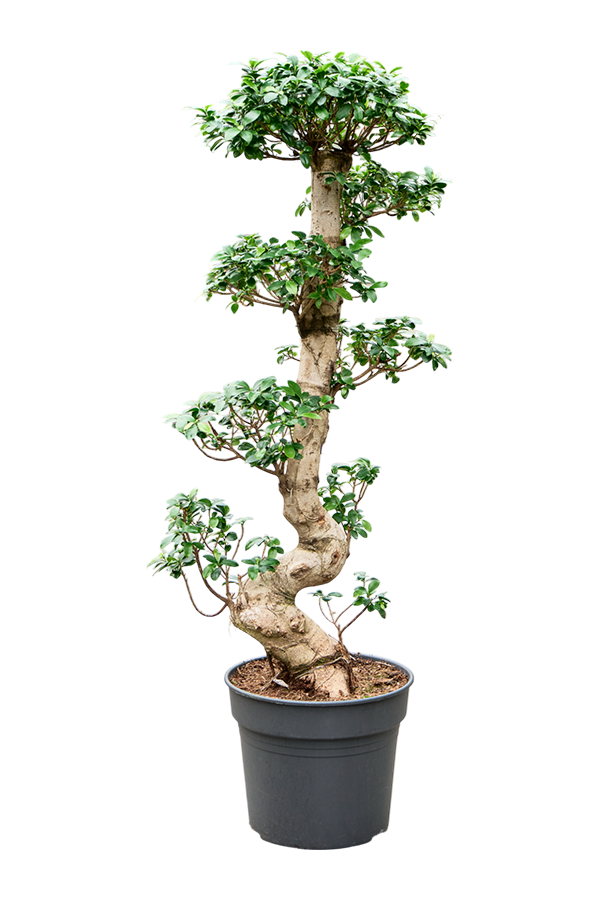 Ficus Microcarpa Compacta