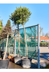 Pistacia Lentiscus (420-450)