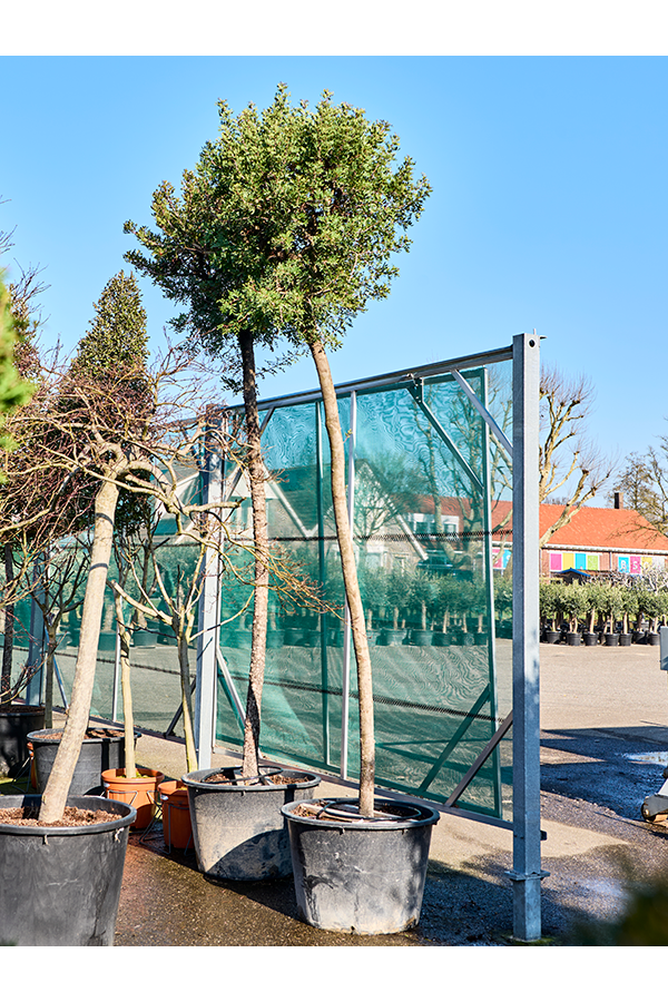 Pistacia Lentiscus (420-450)