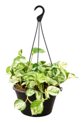 Scindapsus (Epipremnum) Manjula Variegata