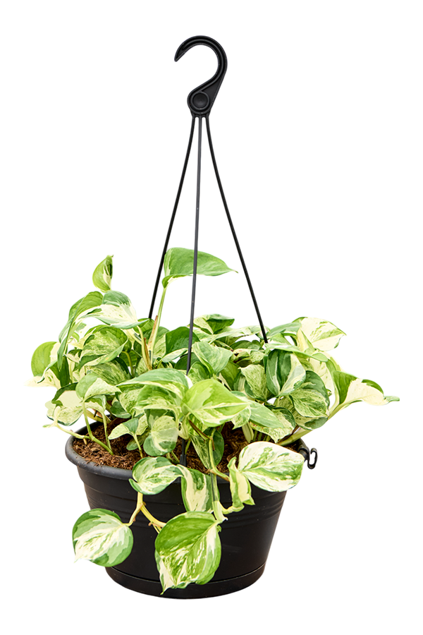 Scindapsus (Epipremnum) Manjula Variegata