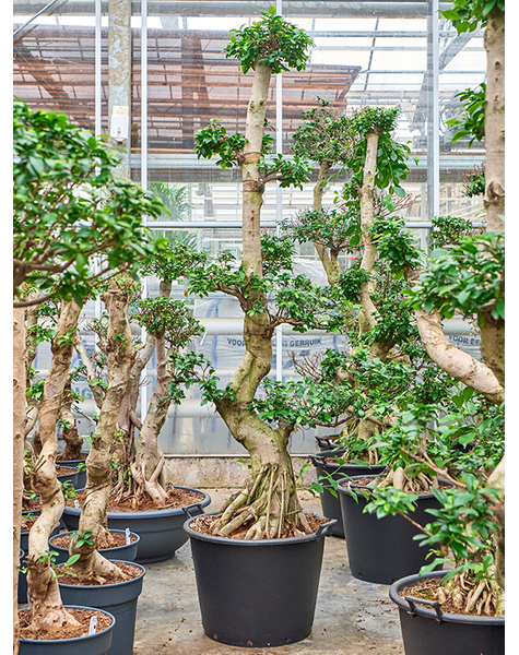 Ficus