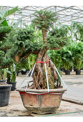 Araucaria Bidwillii (175-200)