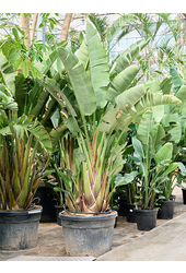 Strelitzia Nicolai (250-350)