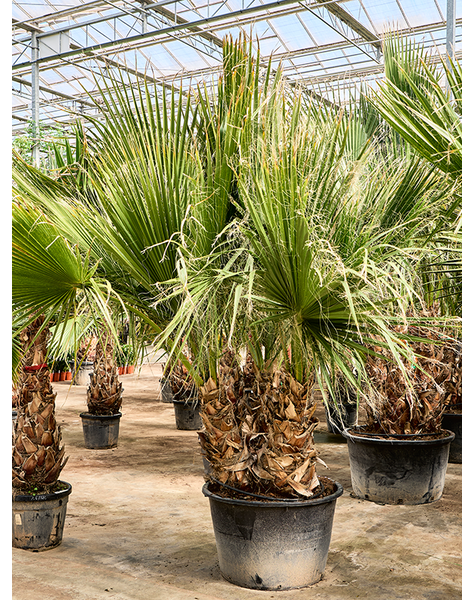 Washingtonia