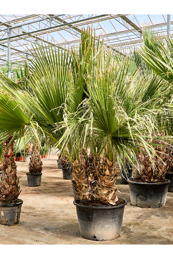 Washingtonia Filifera (330-390)