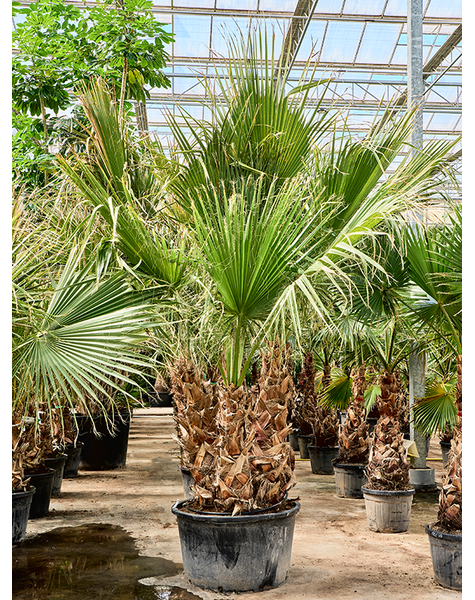 Washingtonia