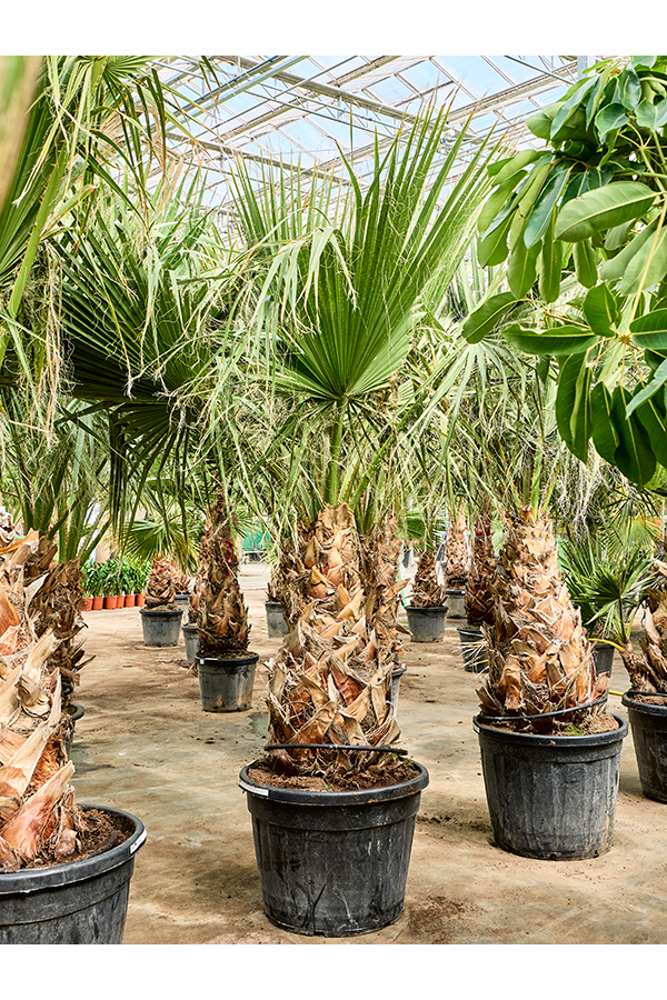 Washingtonia Filifera (250-350)