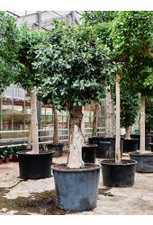 Ficus Rubiginosa Australis