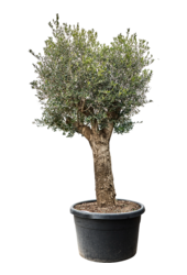 Olea Europaea (240-300)