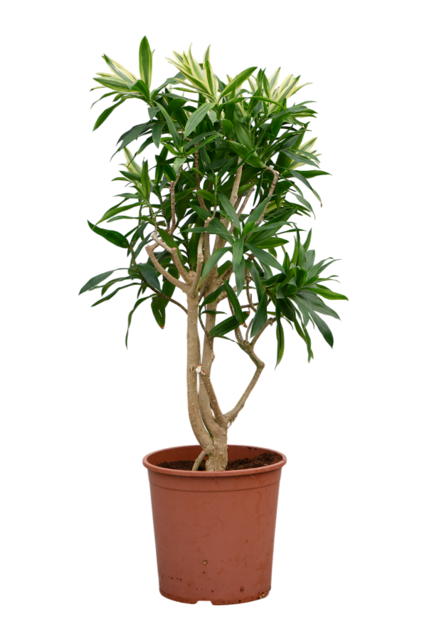 Pleomele (Dracaena) Reflexa Song Of Sri Lanka