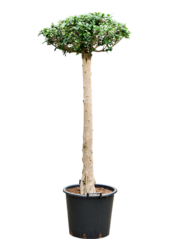 Ficus Microcarpa Compacta