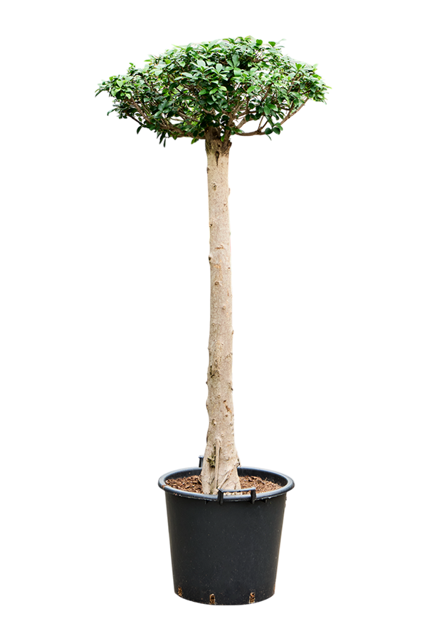Ficus Microcarpa Compacta