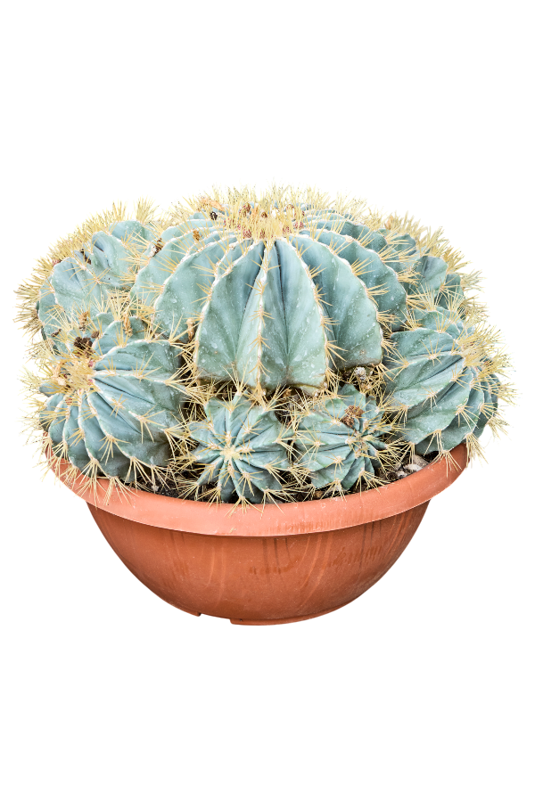 Ferocactus Glaucescens