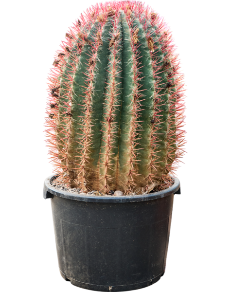 Ferocactus