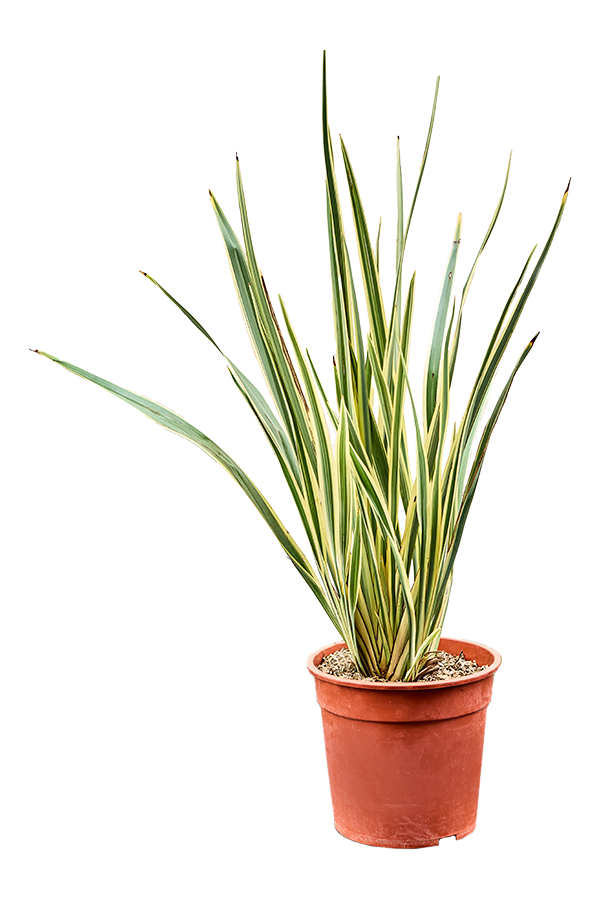 Phormium Tenax Variegatum (80-100)