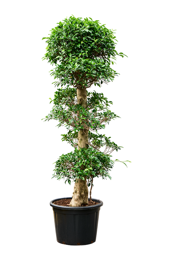 Ficus Microcarpa Nitida