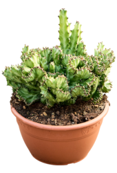 Euphorbia Lactea Cristata