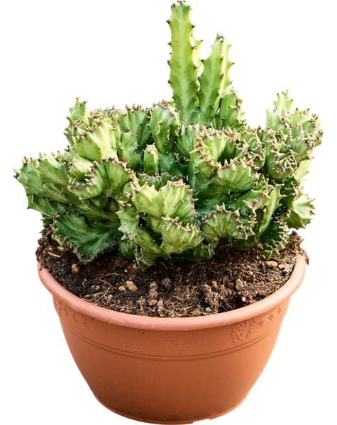 Euphorbia