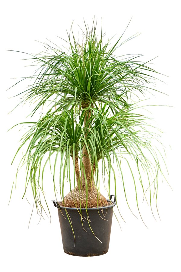 Beaucarnea Recurvata Nolina