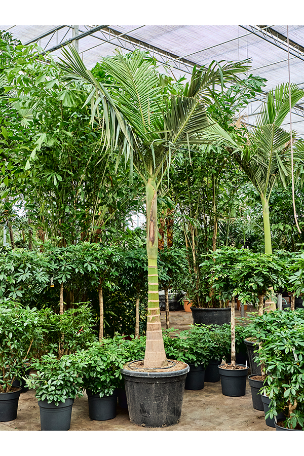 Archontophoenix Alexandrae (350-400)