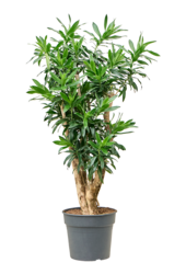Pleomele (Dracaena) Reflexa