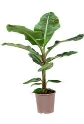 Musa Dwarf Cavendish