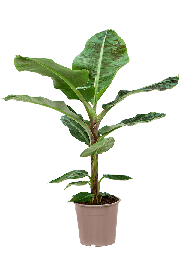 Musa Dwarf Cavendish