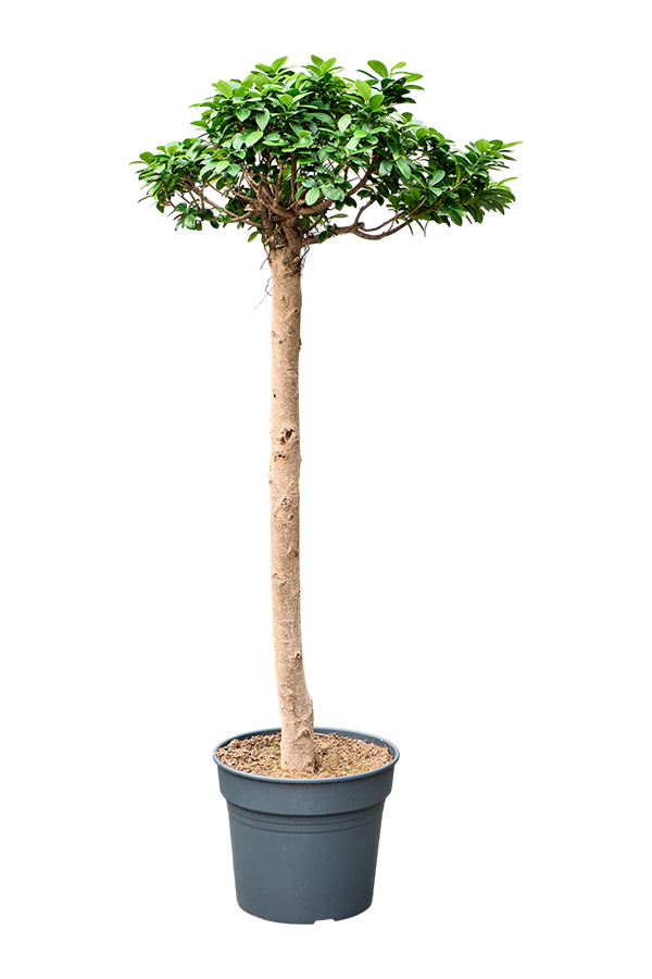 Ficus Microcarpa Compacta