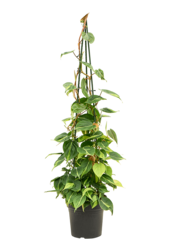 Philodendron Scandens Brasil