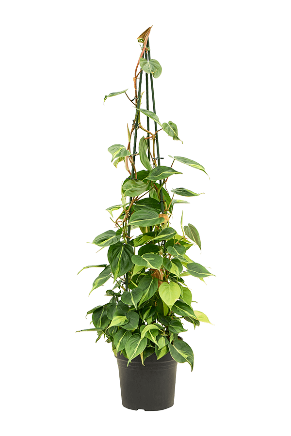 Philodendron Scandens Brasil